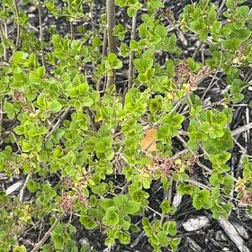 Photo of the plant species Kinnikinnick by @FairLuckyred97 named Foxxy on Greg, the plant care app