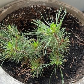 Photo of the plant species Swiss Pine by @Jogananda named Bor on Greg, the plant care app