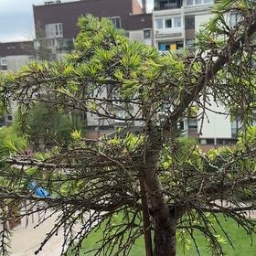 Photo of the plant species Deodar by @Jogananda named Cedra on Greg, the plant care app