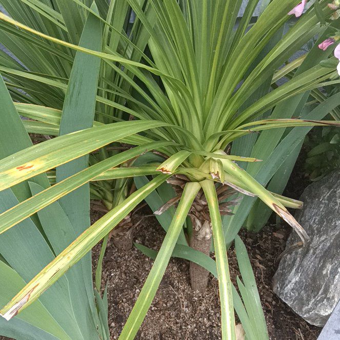 Photo of the plant species Screw Pine by @JessieFay79 named Bella on Greg, the plant care app