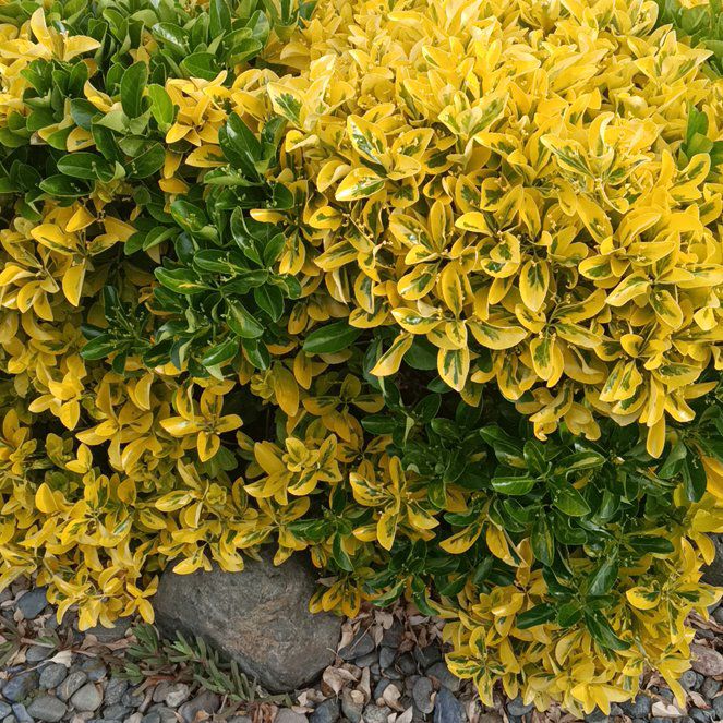 Photo of the plant species Japanese Spindle by @JessieFay79 named Girlfrond on Greg, the plant care app