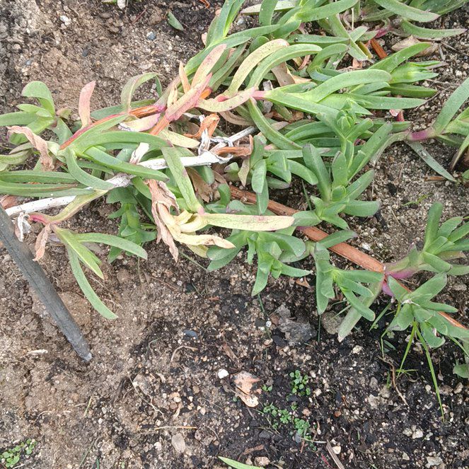 Photo of the plant species Purple Ice Plant by @JessieFay79 named Dolores on Greg, the plant care app