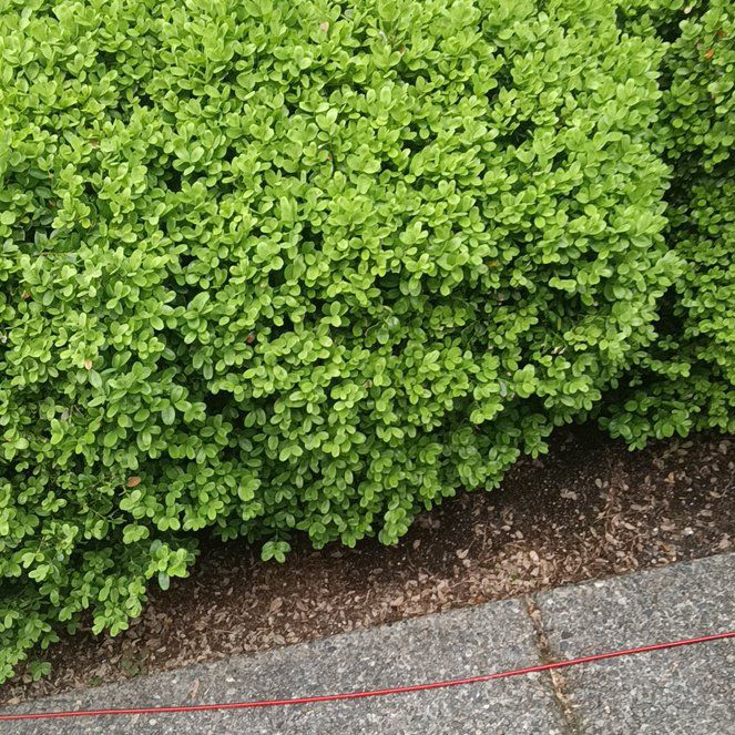 Photo of the plant species Wall-Rue by @JessieFay79 named Demi on Greg, the plant care app