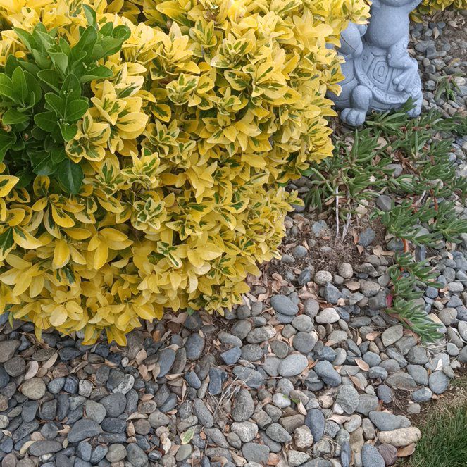 Photo of the plant species Japanese Spindle by @JessieFay79 named Osmo on Greg, the plant care app