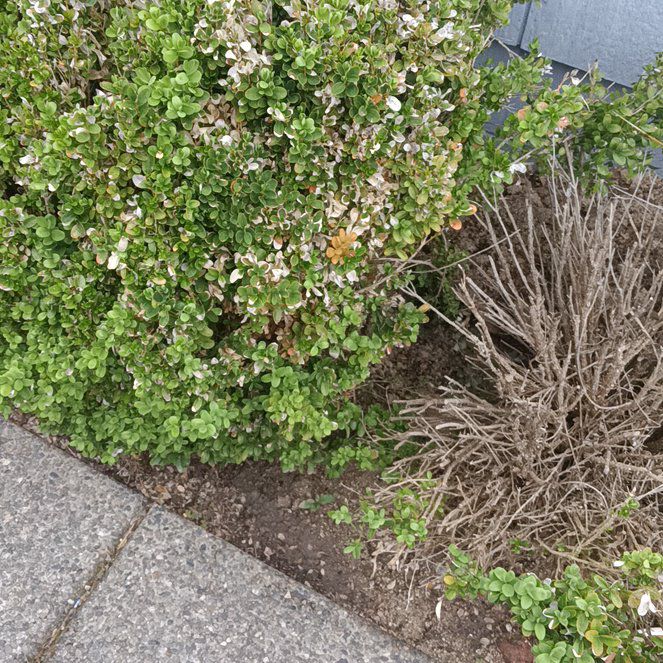 Photo of the plant species Dwarf Chapparal-Broom by @JessieFay79 named Michelle Branch on Greg, the plant care app