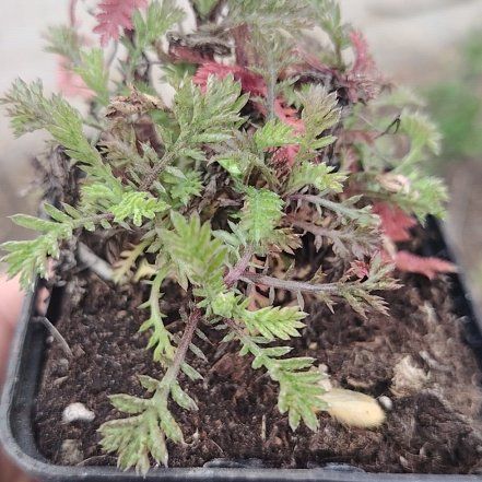Photo of the plant species Brass Buttons by @YeveDamiana37 named Planty on Greg, the plant care app