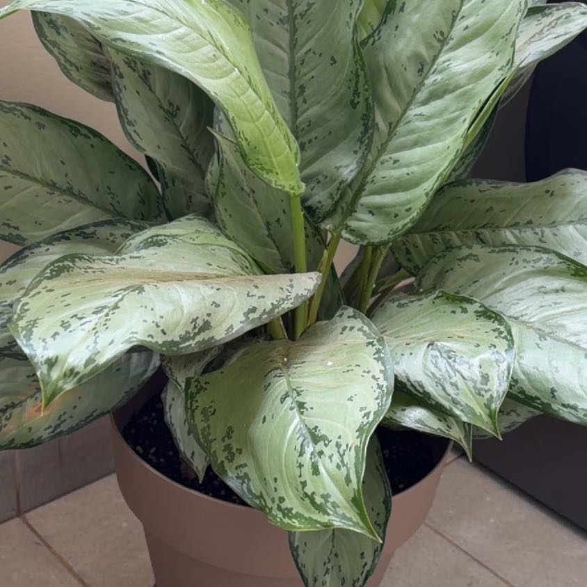 Photo of the plant species Aglaonema 'BJ Freeman' by @RadRedtree50 named McKinley on Greg, the plant care app