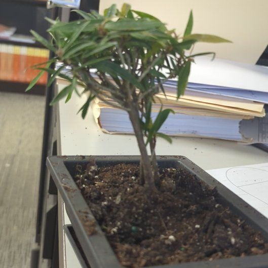 Photo of the plant species Willow Leaf Fig by @DearGinseng14 named Kylie on Greg, the plant care app