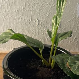 Photo of the plant species Black Bat Flower by @YummyOxlip13 named Gregarious on Greg, the plant care app