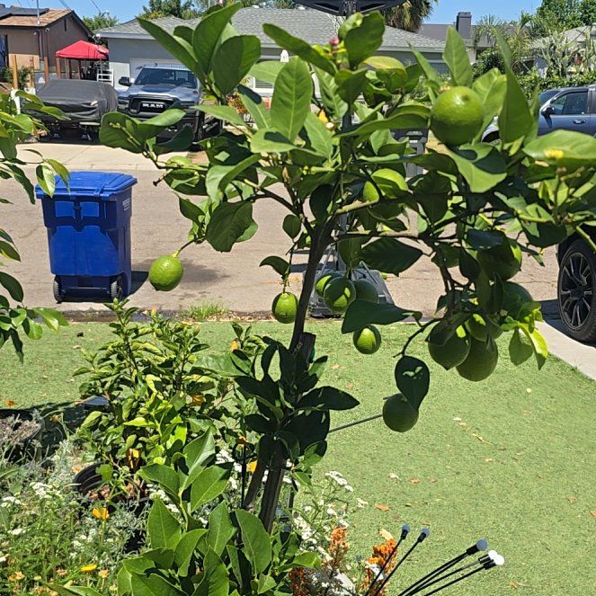 Photo of the plant species Eureka Lemon by @RousingWasabi63 named Scarlett on Greg, the plant care app