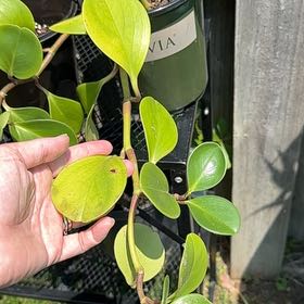 Photo of the plant species New Zealand Broadleaf by @SuperbGinseng66 named Zeus on Greg, the plant care app