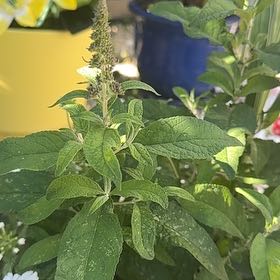 Photo of the plant species Orange Eye Butterflybush by @SuperbGinseng66 named Pax on Greg, the plant care app