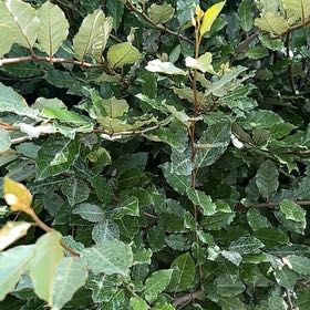 Photo of the plant species Thorny Olive by @SuperbGinseng66 named Marley on Greg, the plant care app