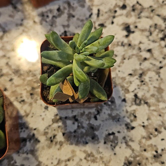 Photo of the plant species Disphyma by @PetSquash85 named Mollie on Greg, the plant care app