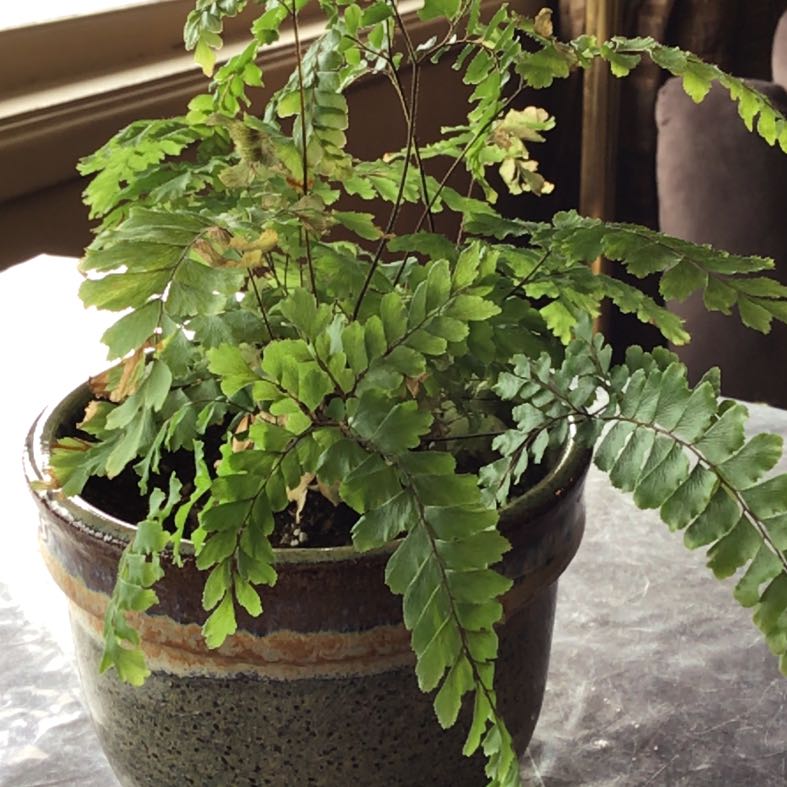 Photo of the plant species Bronze Venus Fern by @AkDaydream named Foxxy on Greg, the plant care app