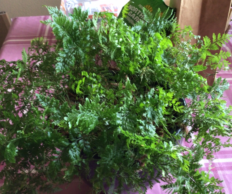 Photo of the plant species Harefoot Fern by @AkDaydream named Pippin on Greg, the plant care app