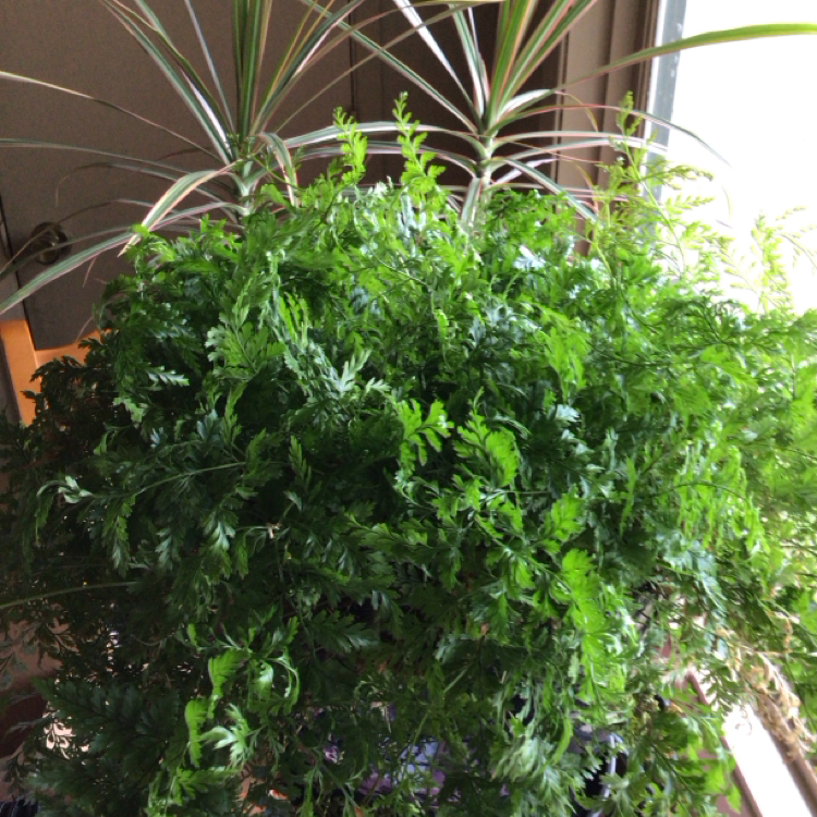Photo of the plant species Harefoot Fern by @AkDaydream named Pippin on Greg, the plant care app