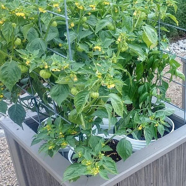 Photo of the plant species Wild Tomatillo by @JocoseDill23 named McKinley on Greg, the plant care app