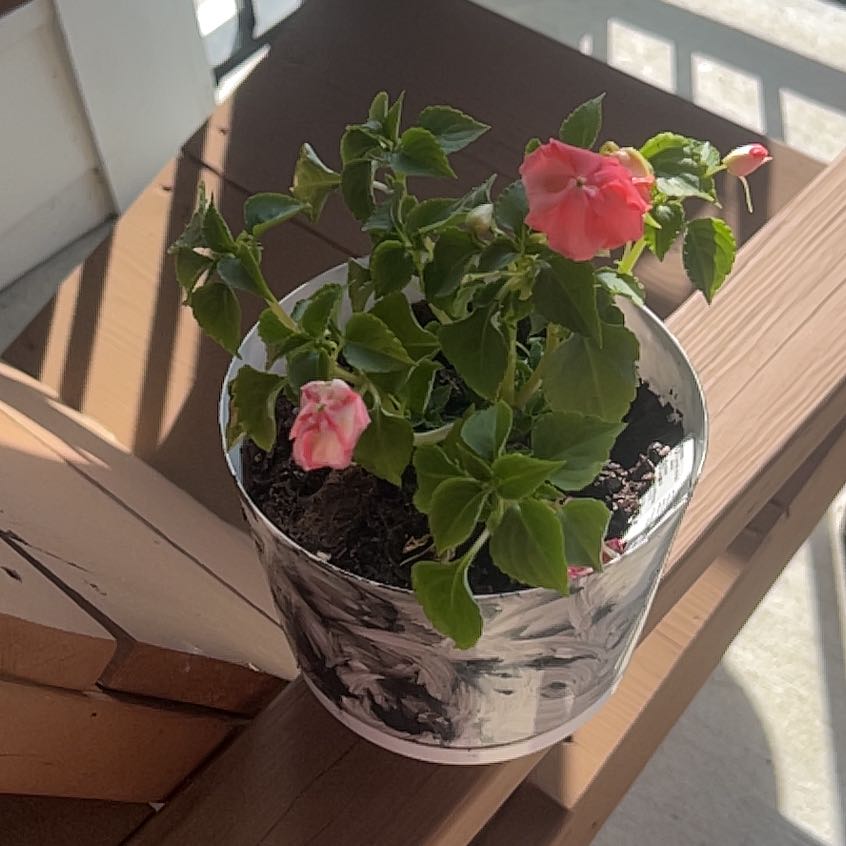 Photo of the plant species Impatiens spireana by @BuffOxtongue90 named Sol on Greg, the plant care app