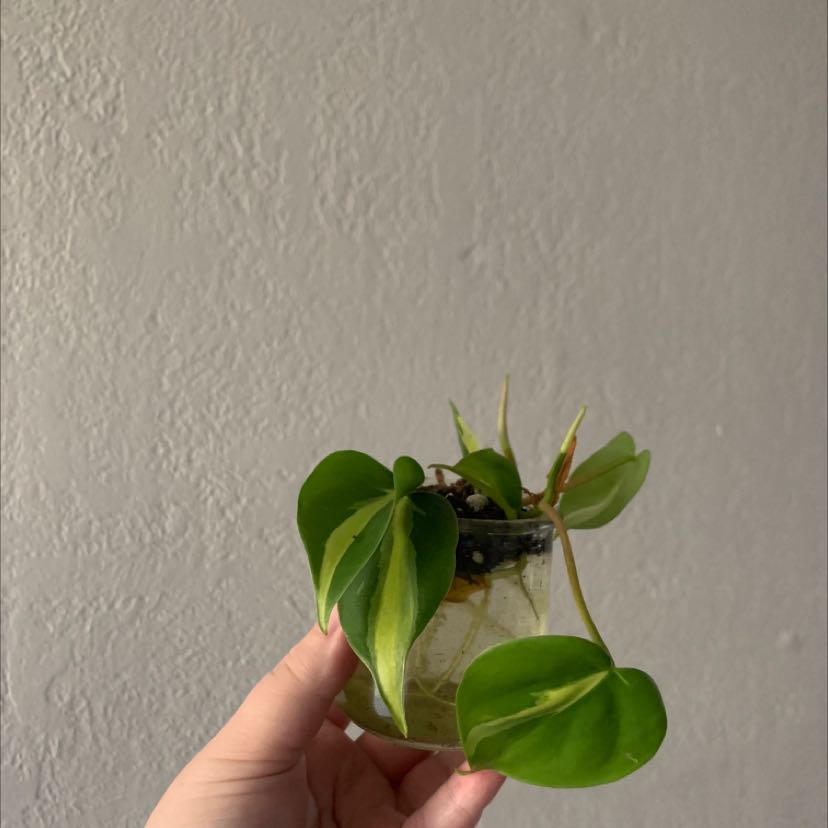 A small Brazil Philodendron plant in a transparent container held by a hand, with some yellowing leaves.