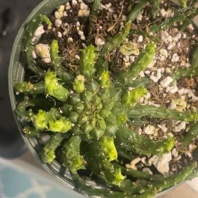 Photo of the plant species Medusa's Head Cactus by @IdolRosilla74 named Medusa on Greg, the plant care app