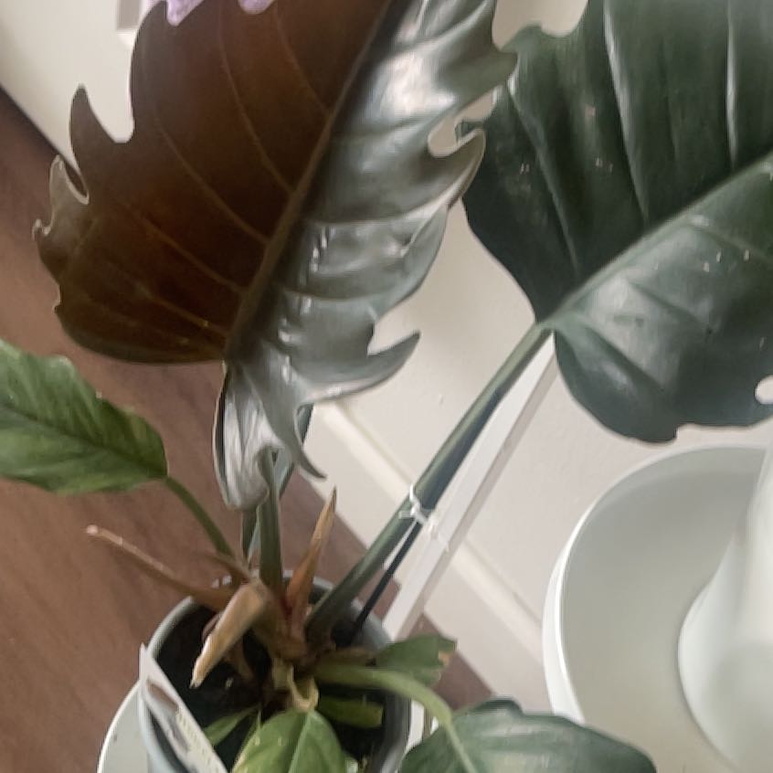Photo of the plant species Philodendron 'Pluto' by @IdolRosilla74 named Einstein on Greg, the plant care app