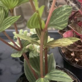 Photo of the plant species Rocca Verde by @IdolRosilla74 named Girlfrond on Greg, the plant care app