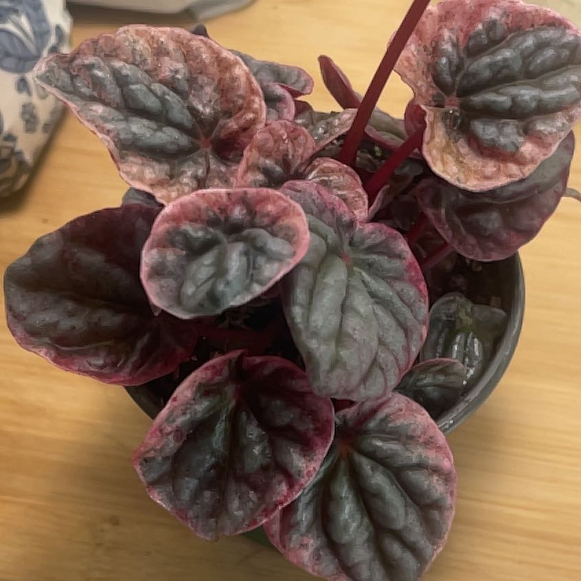 Photo of the plant species Peperomia Abricos by @IdolRosilla74 named da Vinci on Greg, the plant care app