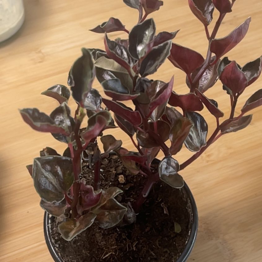 Photo of the plant species Red Tree by @IdolRosilla74 named Foxxy on Greg, the plant care app