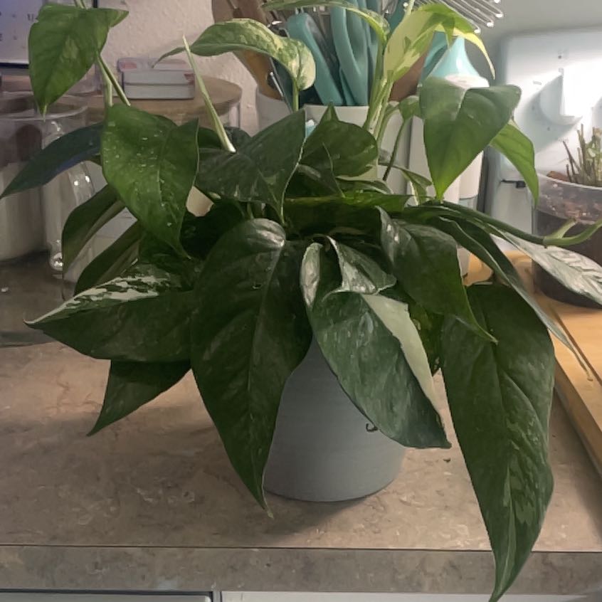 Photo of the plant species Pothos Albo by @IdolRosilla74 named James Dean on Greg, the plant care app