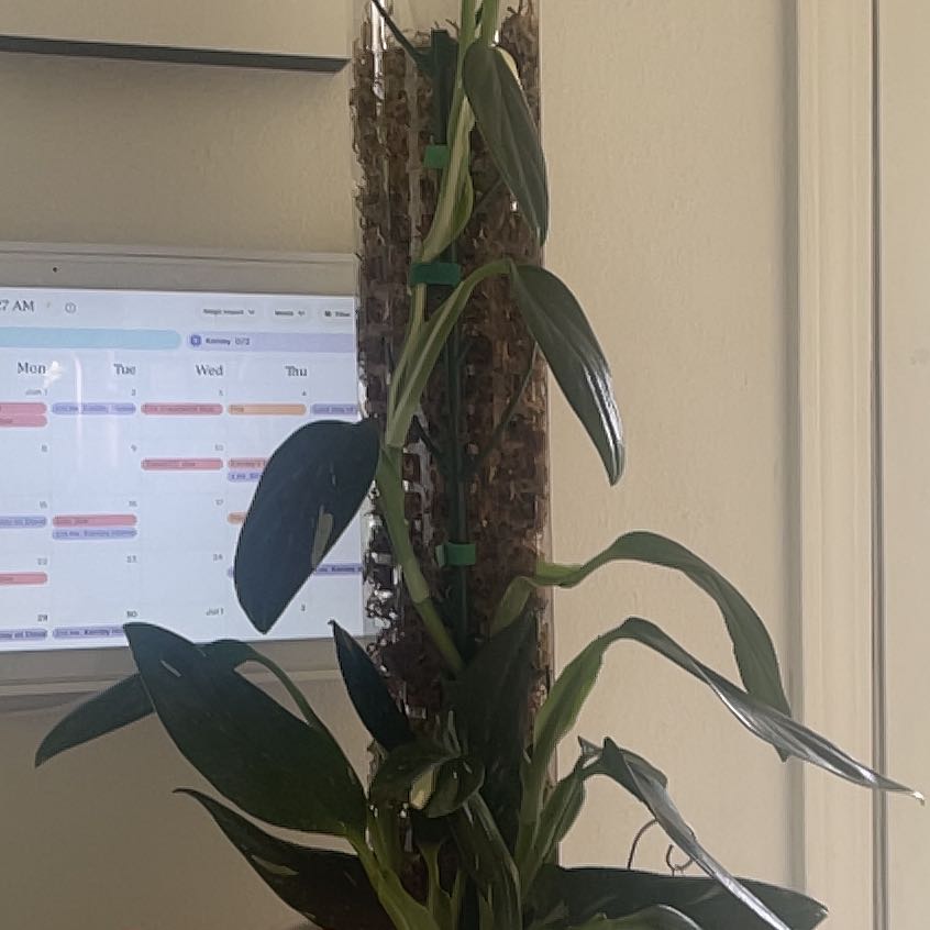 Photo of the plant species Cobra Monstera by @IdolRosilla74 named Bruce Lee on Greg, the plant care app