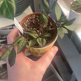 Photo of the plant species Hoya krohniana by @IdolRosilla74 named Michelle Branch on Greg, the plant care app