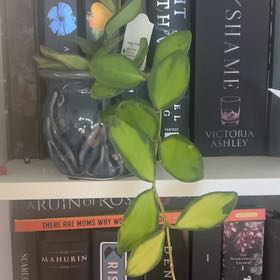 Photo of the plant species Hoya bilobata by @IdolRosilla74 named Mochi on Greg, the plant care app