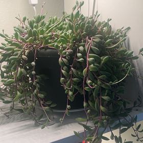 Photo of the plant species ruby necklace by @IdolRosilla74 named Orlando Bloom on Greg, the plant care app