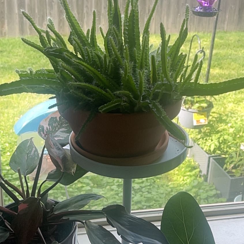 Photo of the plant species dragon fruit by @IdolRosilla74 named Cleopatra on Greg, the plant care app