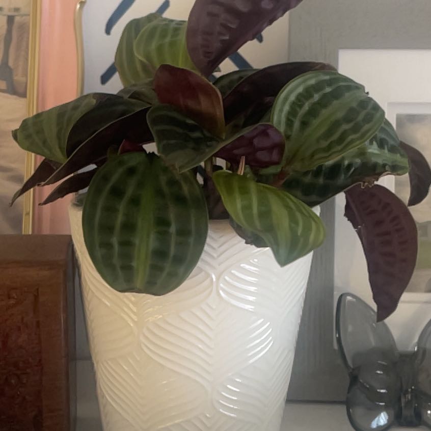 Photo of the plant species Jungle diva 'Roxie' by @IdolRosilla74 named Fernie Saunders on Greg, the plant care app