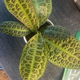Photo of the plant species Downy Rattlesnake Plantain by @IdolRosilla74 named LiloStitch on Greg, the plant care app