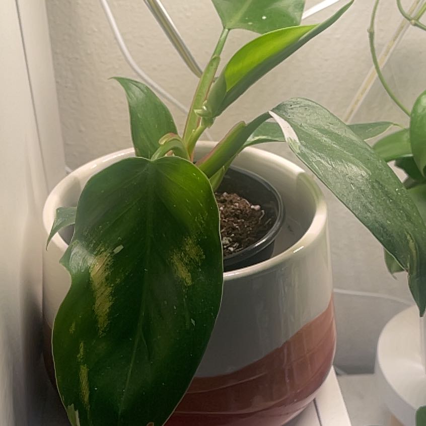 Photo of the plant species Philodendron 'White Wizard' by @IdolRosilla74 named Sonora on Greg, the plant care app