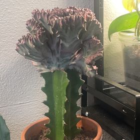 Photo of the plant species Mermaid tail, cactus by @IdolRosilla74 named Leonardo on Greg, the plant care app