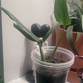 Photo of the plant species Cobra Monstera by @IdolRosilla74 named ChloroPhil on Greg, the plant care app