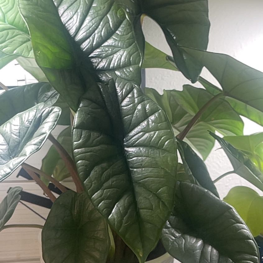 Photo of the plant species Alocasia Bisma by @IdolRosilla74 named Plato on Greg, the plant care app