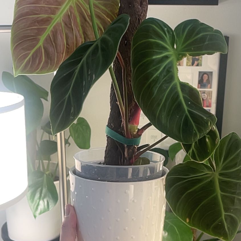 Photo of the plant species Philodendron El Choco Red by @IdolRosilla74 named Elle on Greg, the plant care app