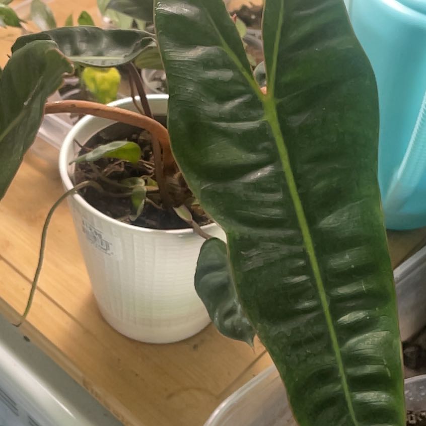 Photo of the plant species Philodendron billietiae by @IdolRosilla74 named Miley on Greg, the plant care app