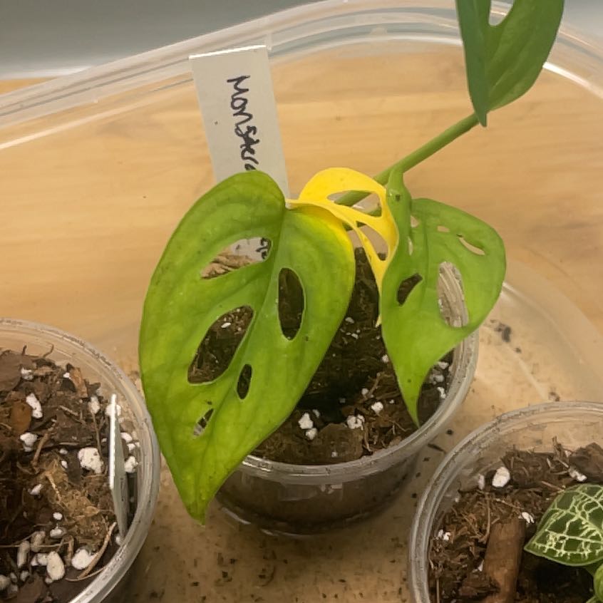 Photo of the plant species Monstera esqueleto by @IdolRosilla74 named Sigmund on Greg, the plant care app