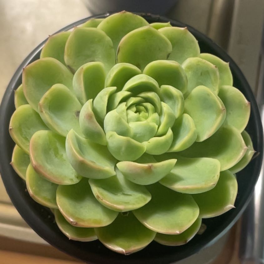 Photo of the plant species Echeveria 'Lime n' Chile' by @IdolRosilla74 named Nithin on Greg, the plant care app
