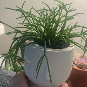 Photo of the plant species Rhipsalis baccifera by @IdolRosilla74 named Remington on Greg, the plant care app