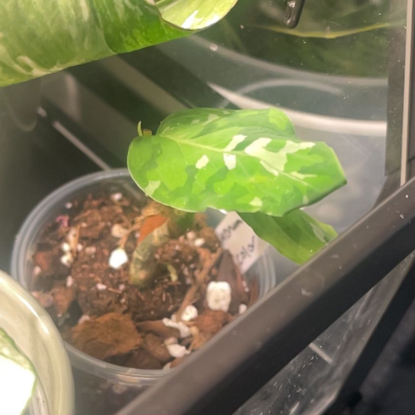 Photo of the plant species Aglaonema 'Tricolor' by @IdolRosilla74 named Mando on Greg, the plant care app