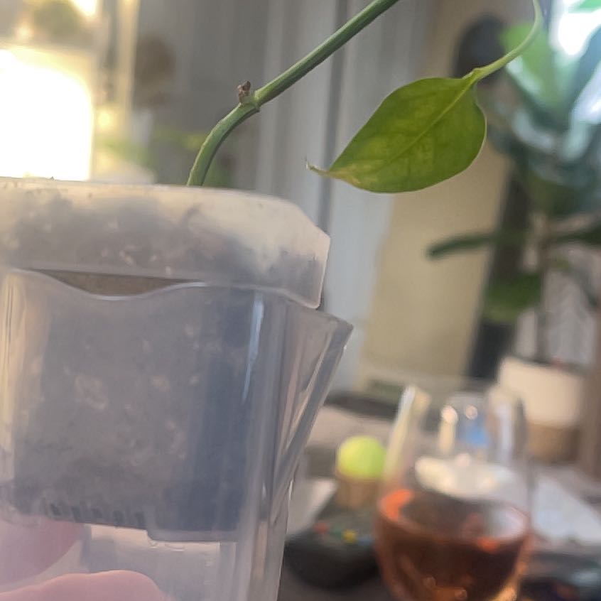 Photo of the plant species Skeleton Key Pothos by @IdolRosilla74 named Harry on Greg, the plant care app