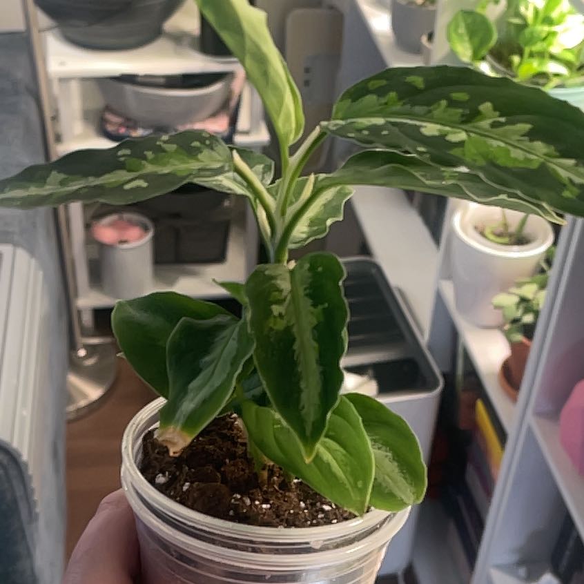 Photo of the plant species Aglaonema 'Tricolor' by @IdolRosilla74 named Bella on Greg, the plant care app