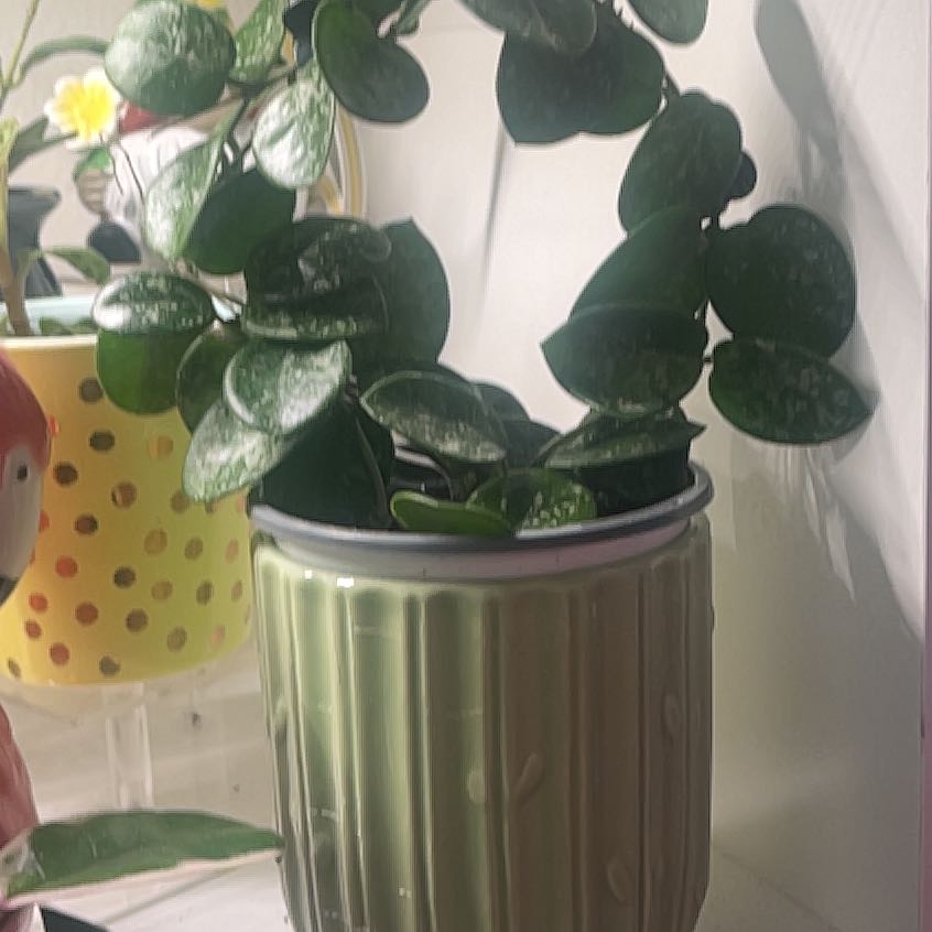 Photo of the plant species Hoya 'Mathilde Splash' by @IdolRosilla74 named Foxxy on Greg, the plant care app
